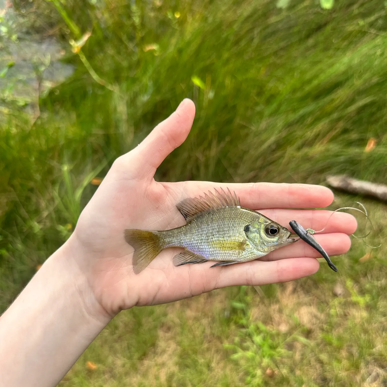 Bluegill caught on Fishbrain