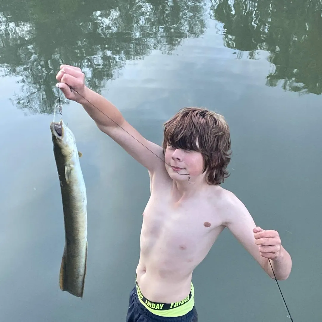 Speckled longfin eel caught on Fishbrain