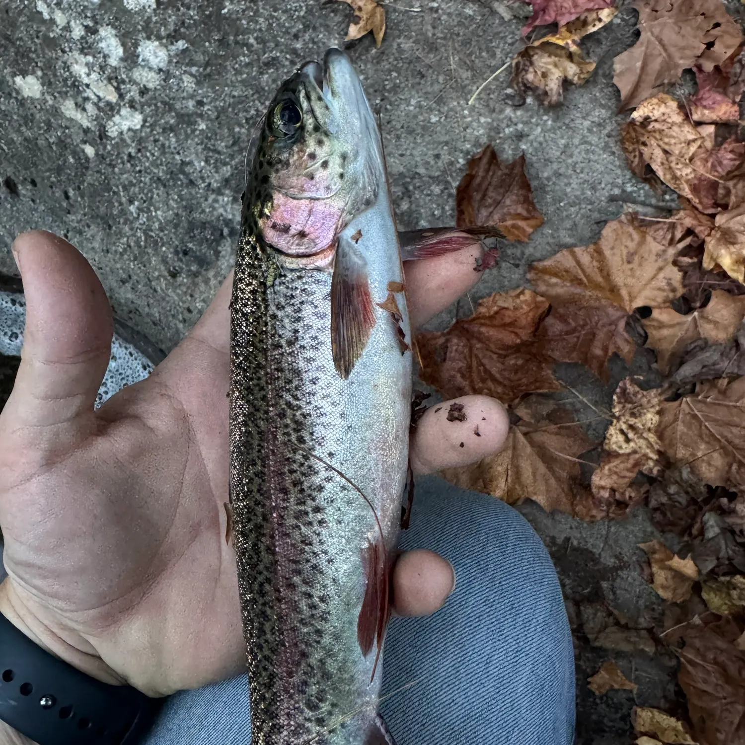 Rainbow trout caught on Fishbrain