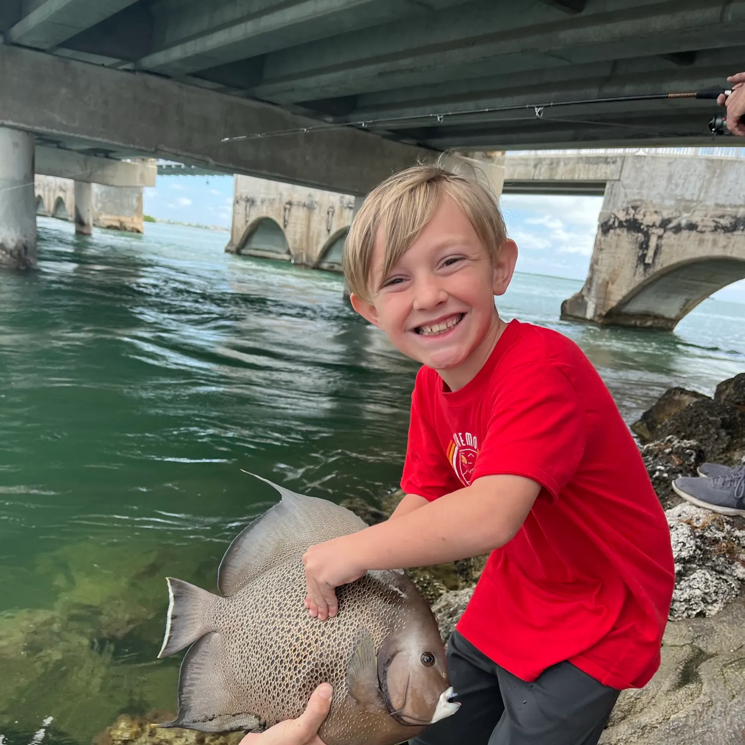 The most recent Gray angelfish catches on Fishbrain