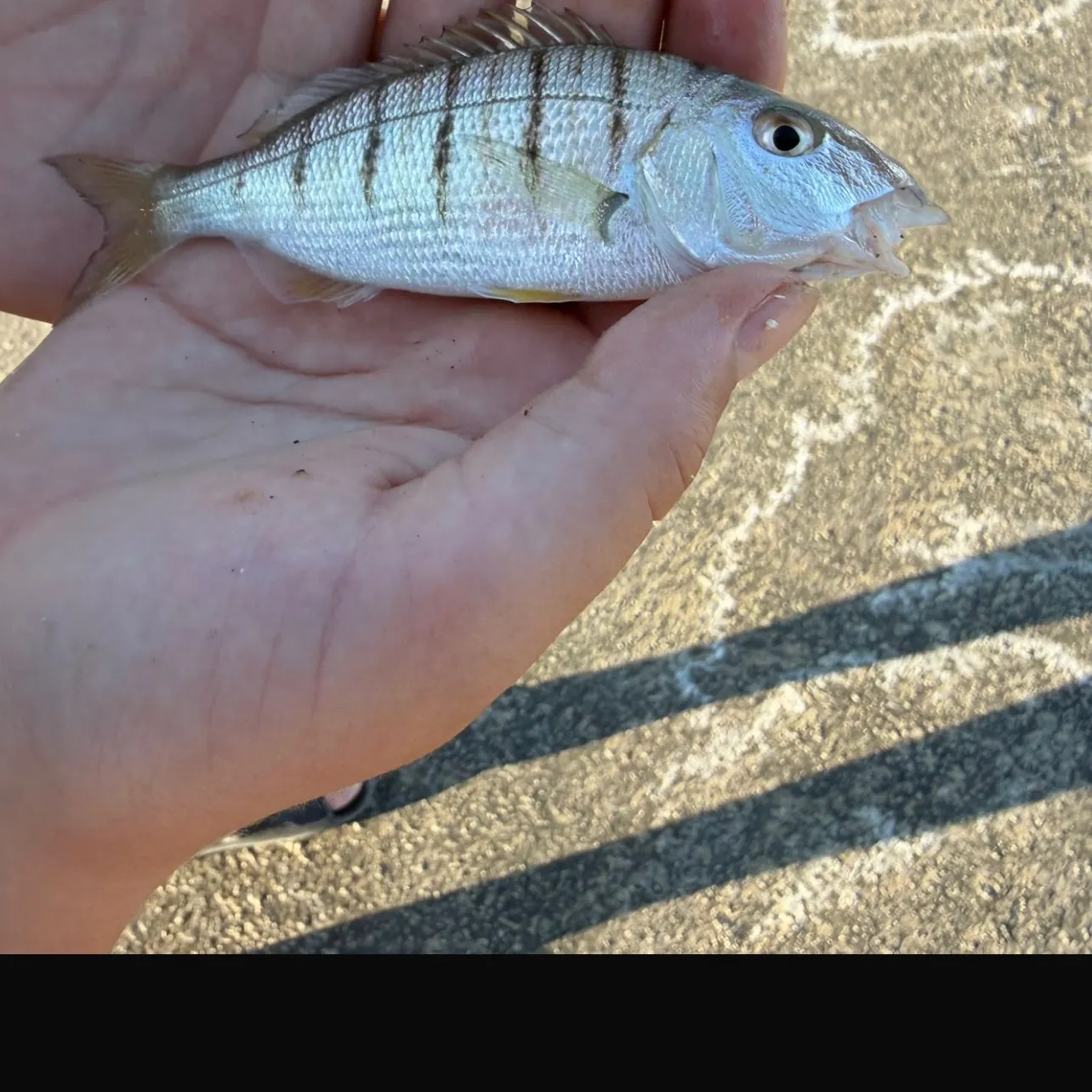The most recent Striped seabream catches on Fishbrain