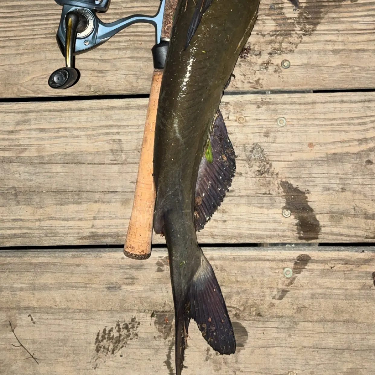 Channel catfish caught on Fishbrain