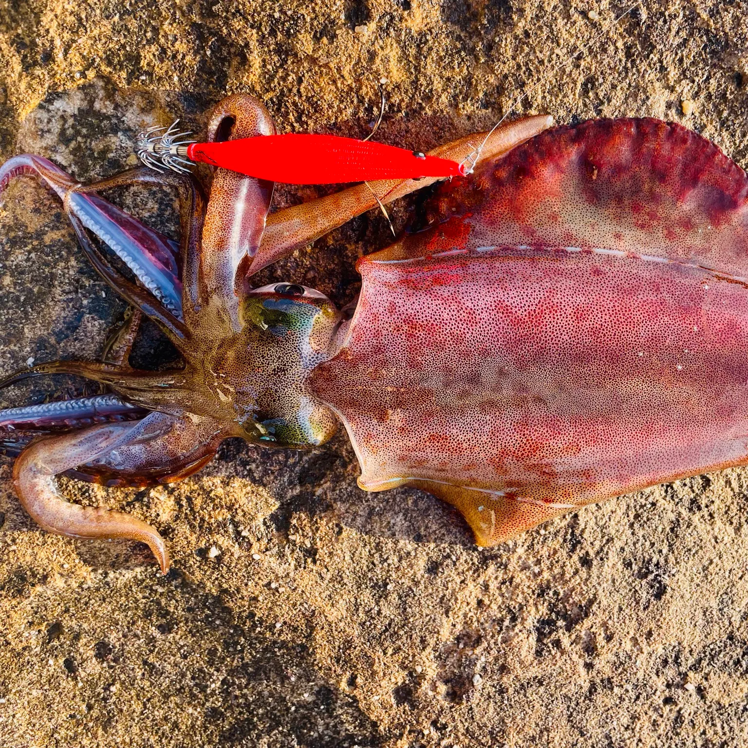 The most recent Southern calamari catches on Fishbrain