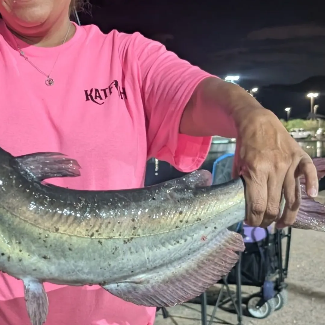 Channel catfish caught on Fishbrain