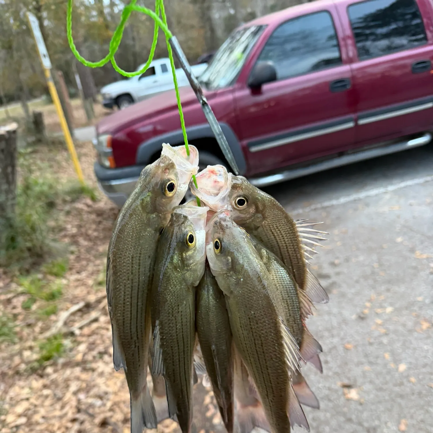 The most recent White bass catches on Fishbrain