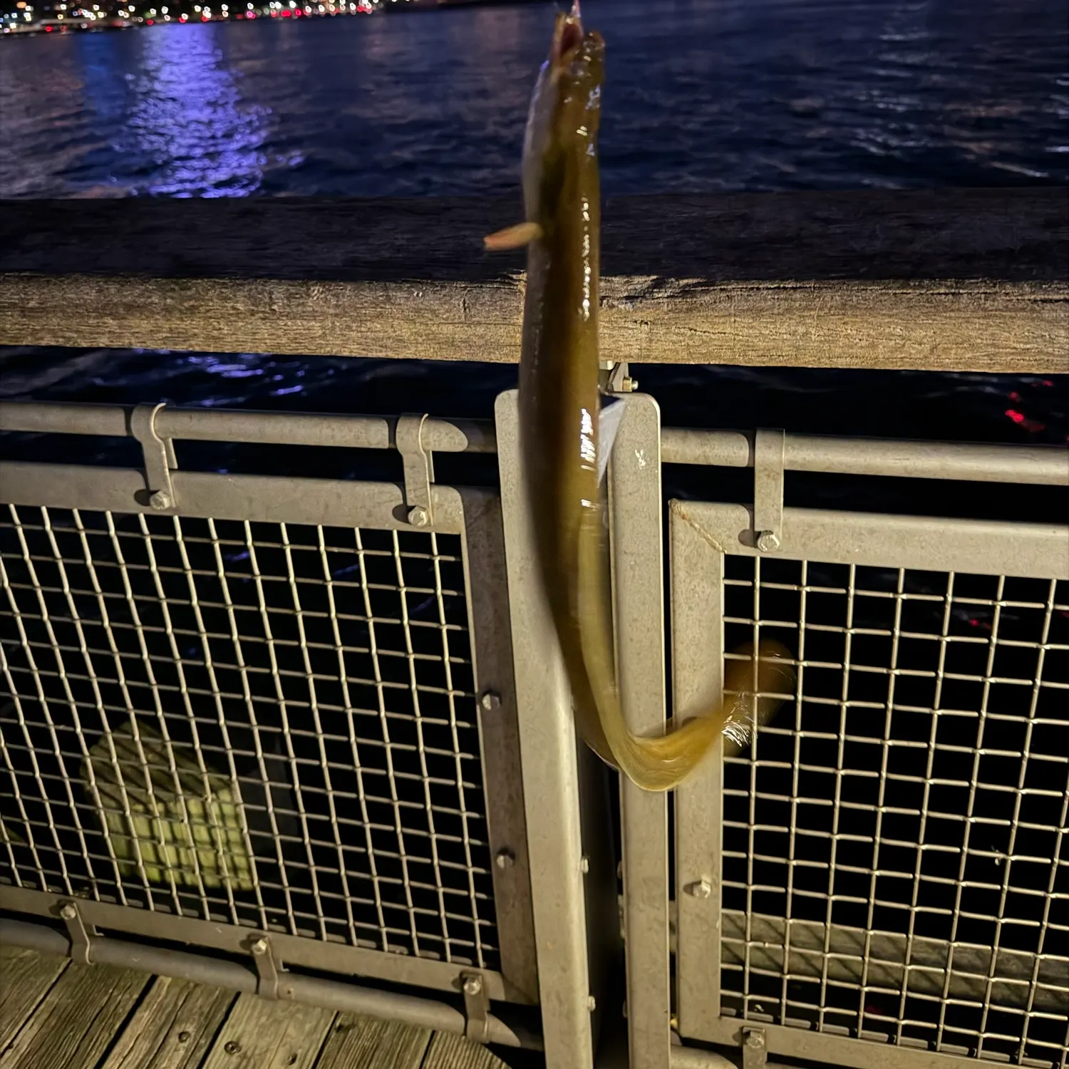 American eel caught on Fishbrain