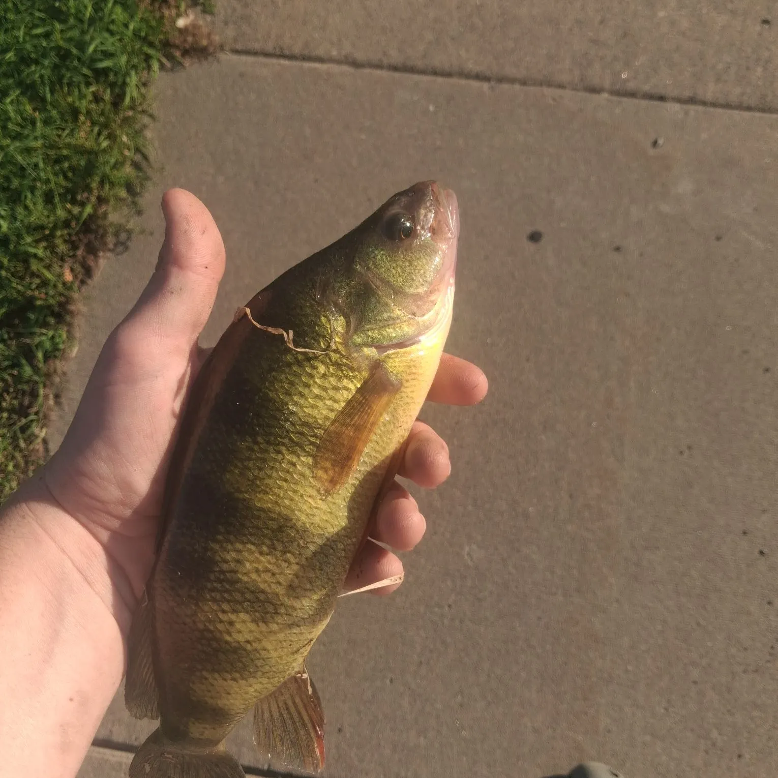Yellow perch caught on Fishbrain