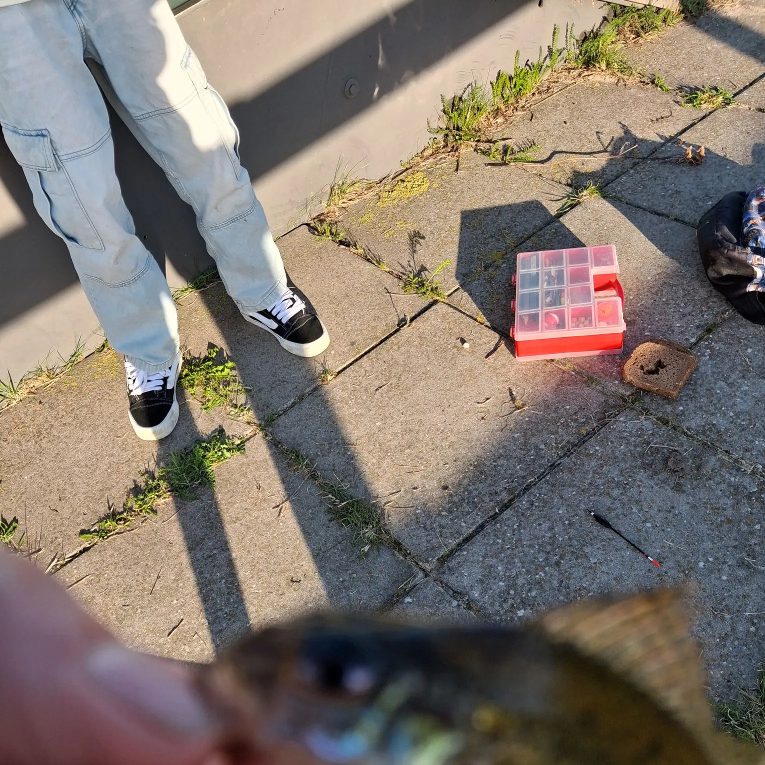 Eurasian ruffe caught on Fishbrain