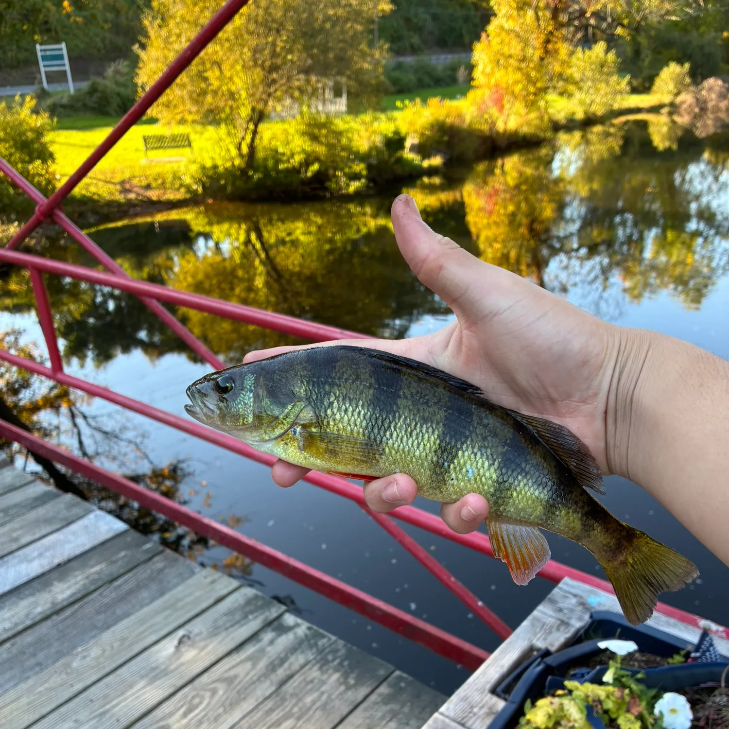 Yellow perch caught on Fishbrain