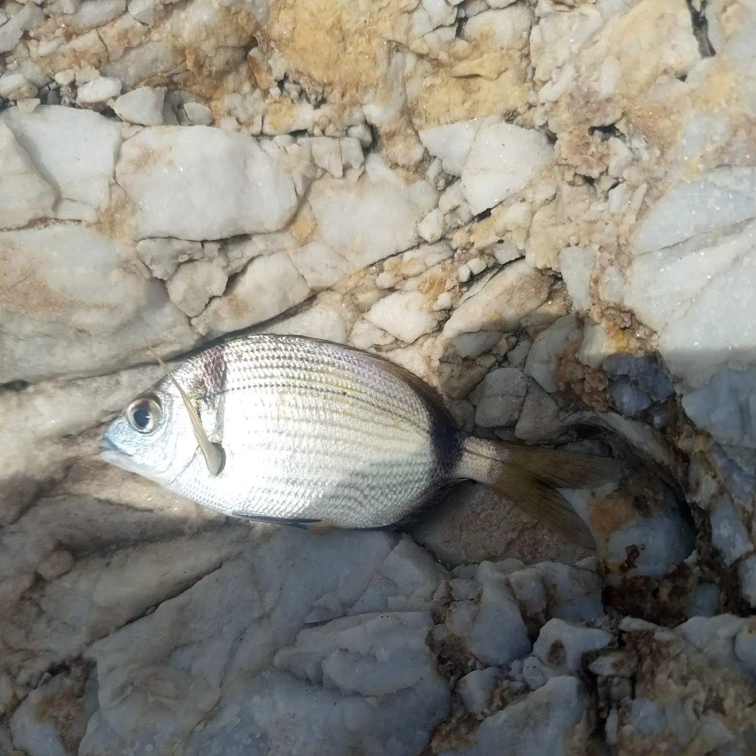 The most recent Annular seabream catches on Fishbrain