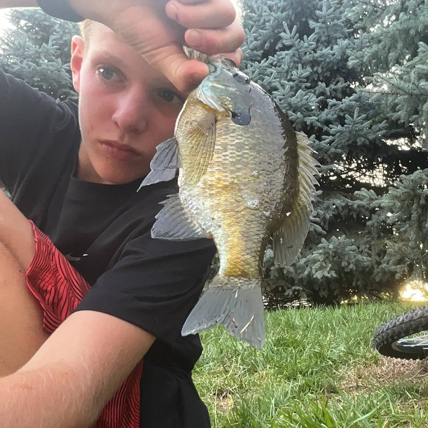 Bluegill caught on Fishbrain