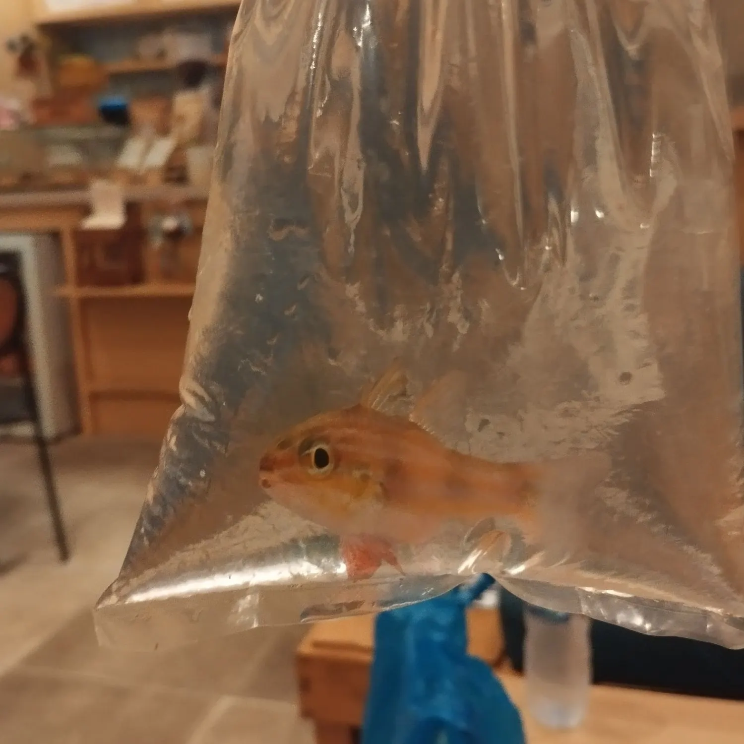 The most recent Yellowfin goatfish catches on Fishbrain