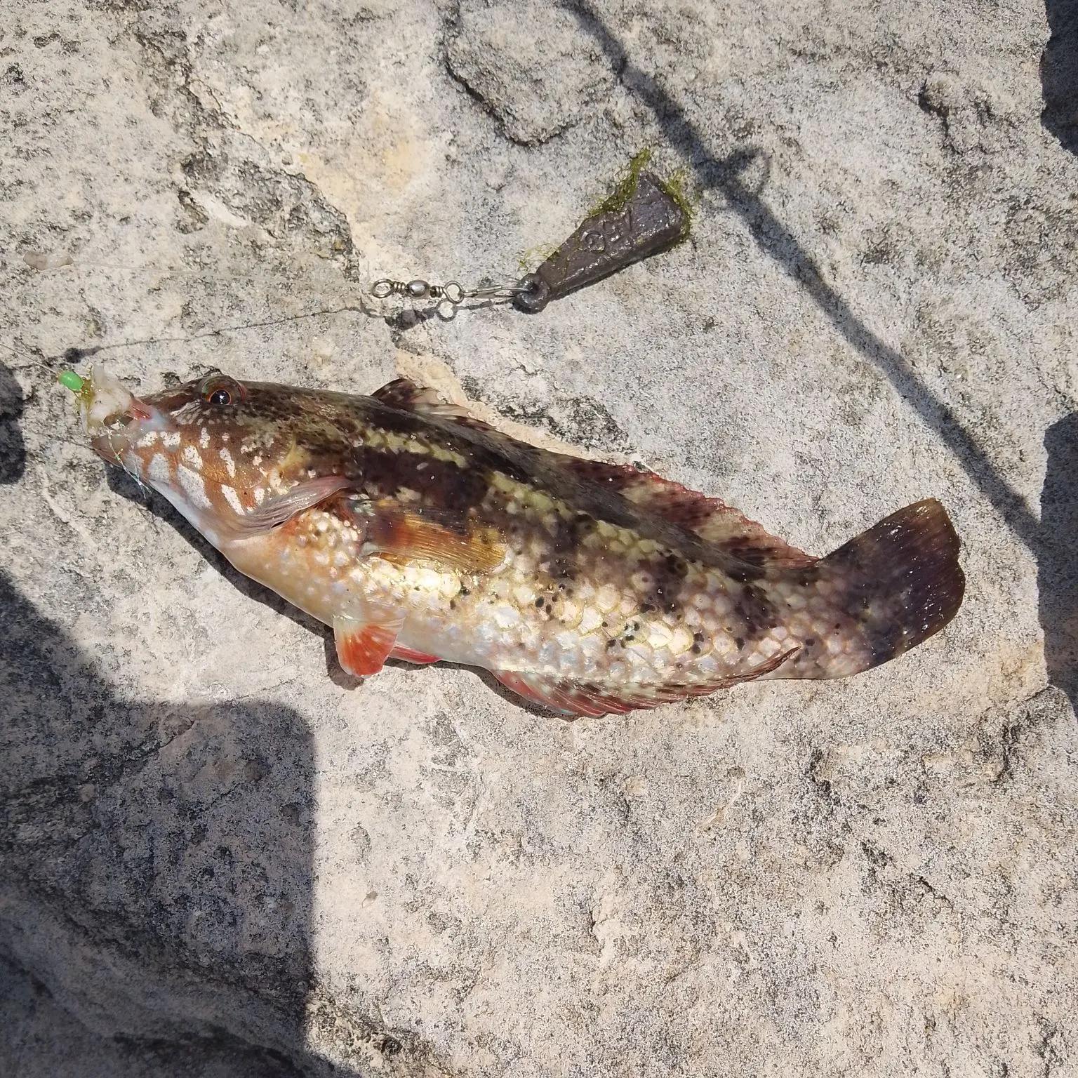 The most recent Brownspotted wrasse catches on Fishbrain