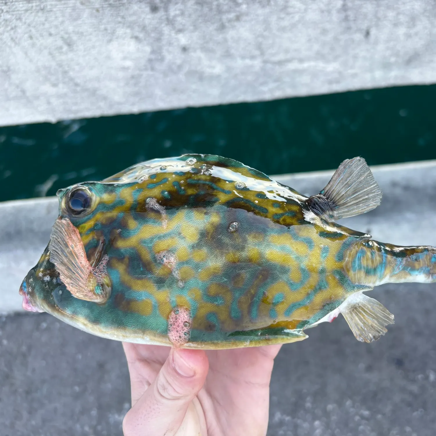 The most recent Scrawled cowfish catches on Fishbrain