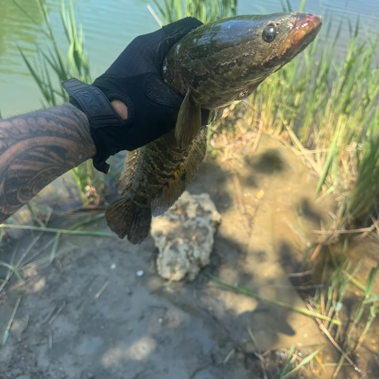 catch