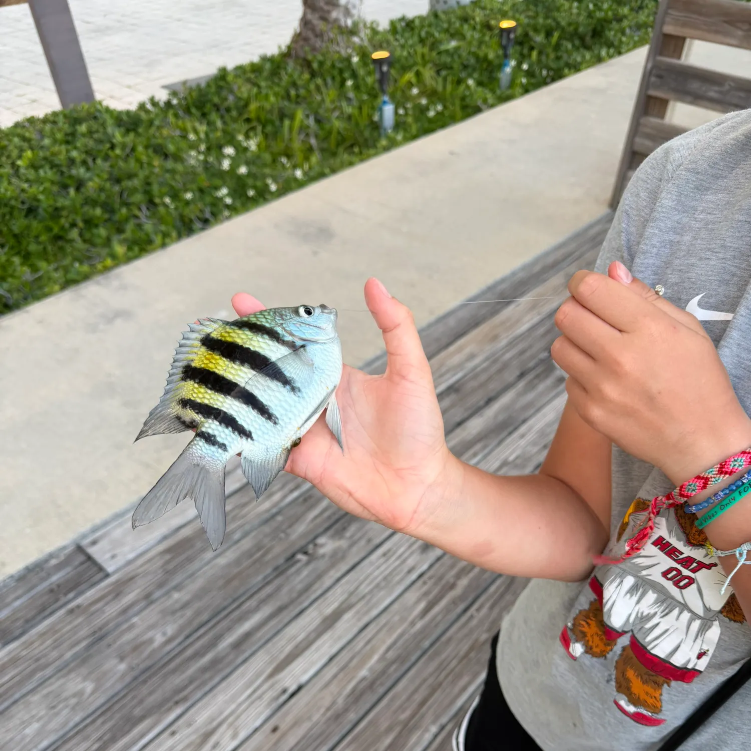 The most recent Sergeant-major catches on Fishbrain