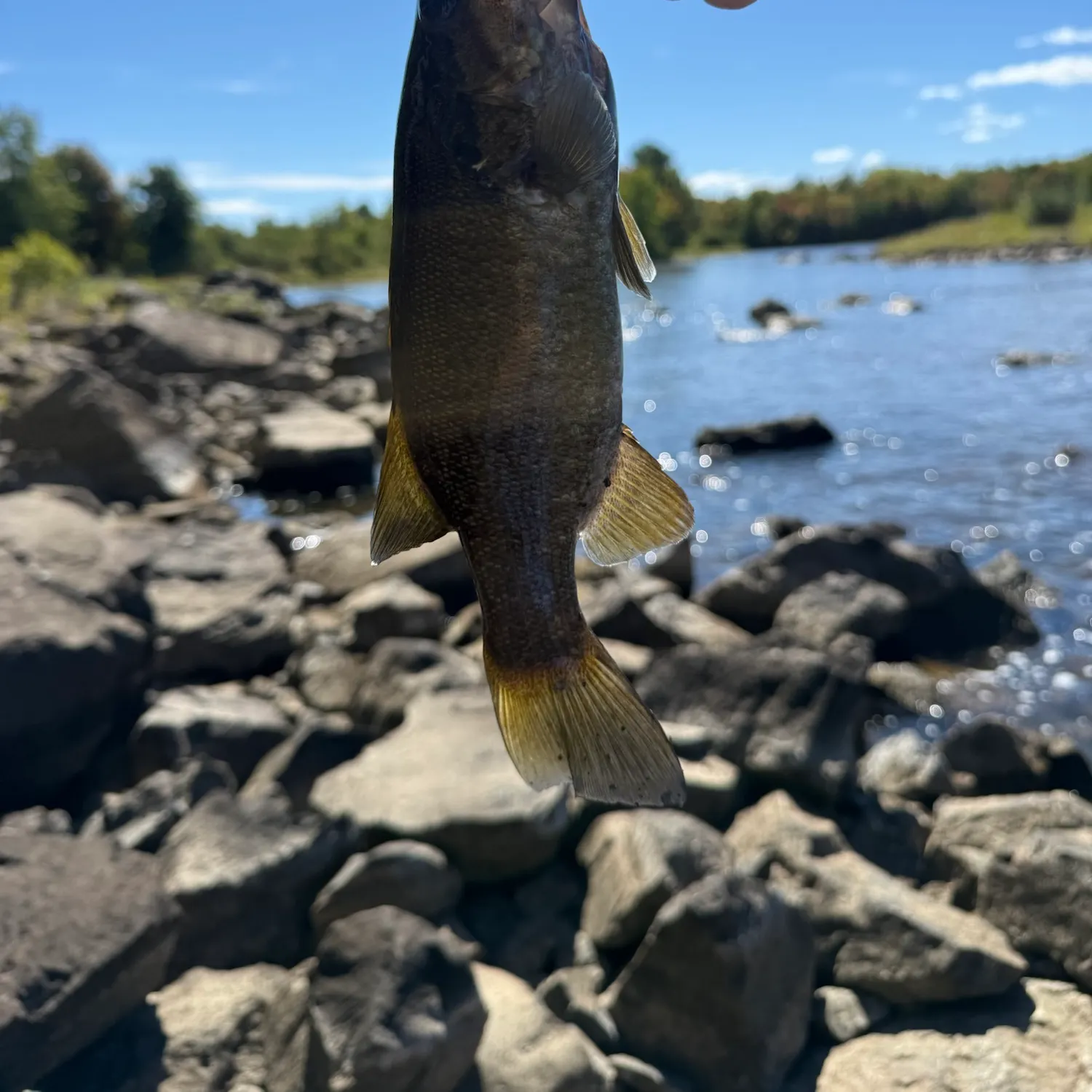 Smallmouth bass caught on Fishbrain