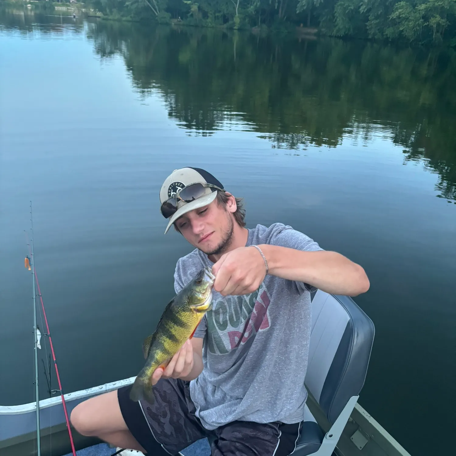 Yellow perch caught on Fishbrain