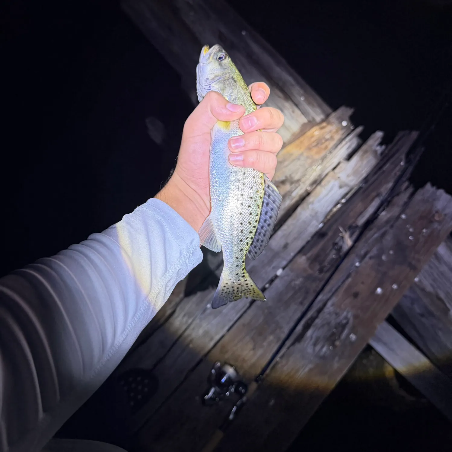 Fish caught on Fishbrain