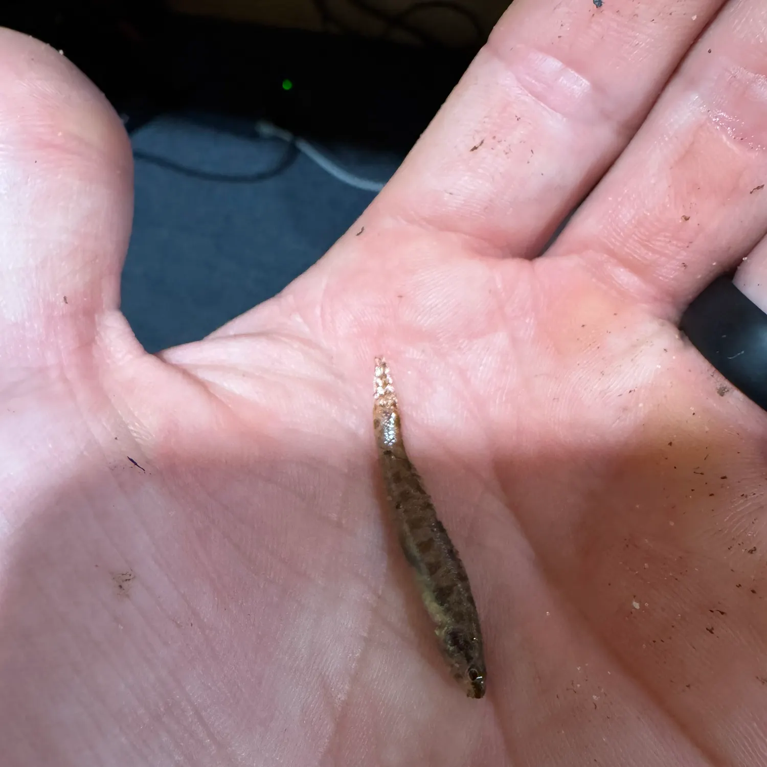 The most recent Swamp darter catches on Fishbrain