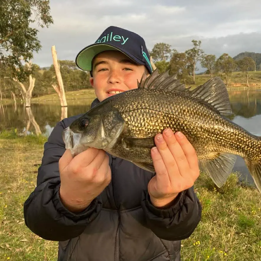 Australian bass caught on Fishbrain