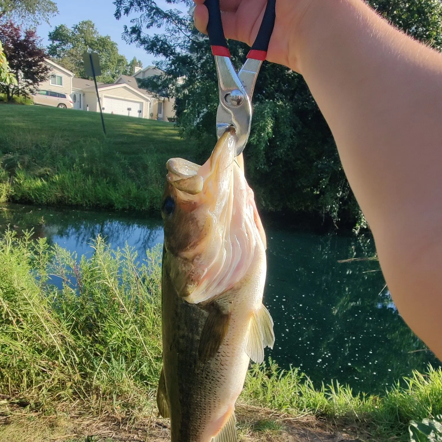 Largemouth bass caught on Fishbrain