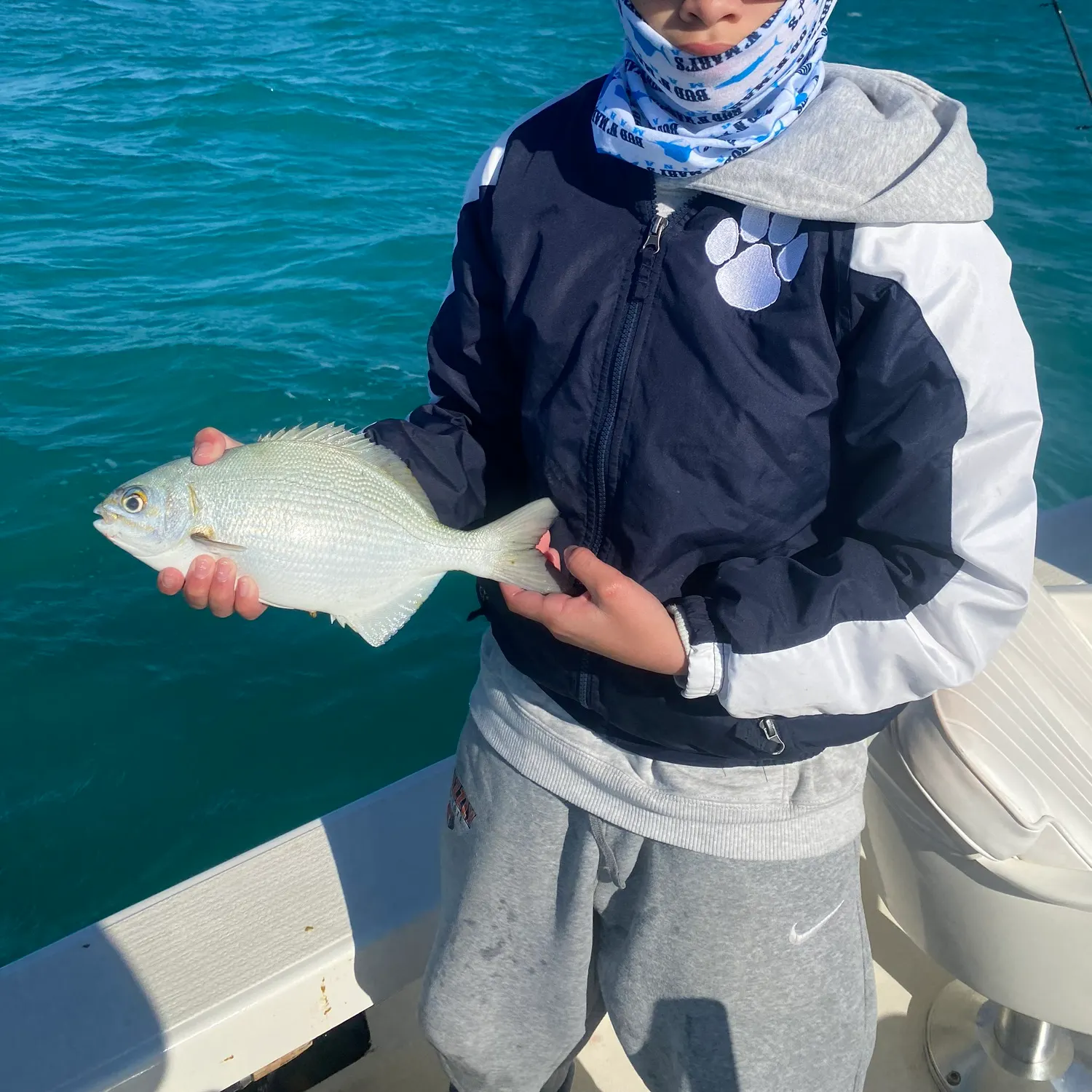 The most recent Bermuda sea chub catches on Fishbrain
