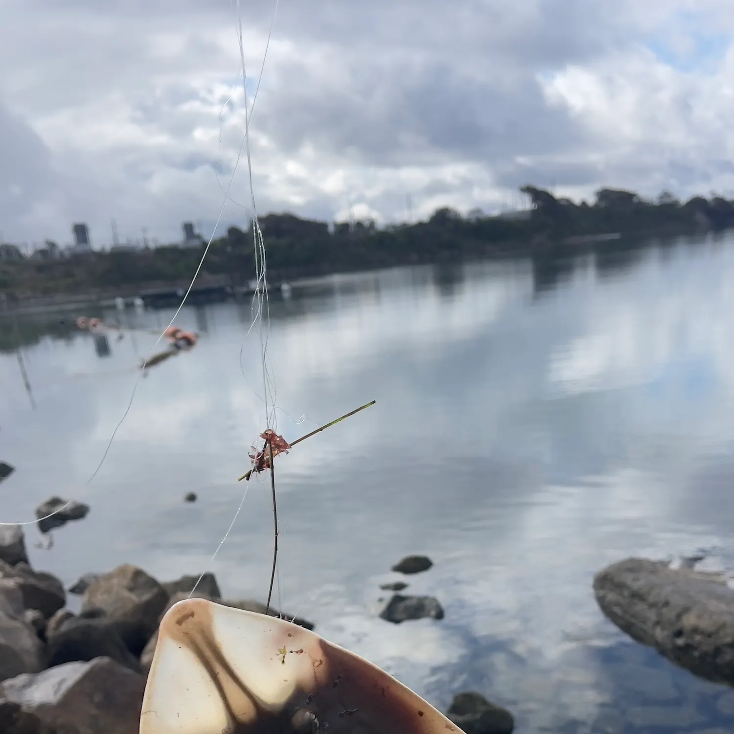 The most recent Pacific shovelnose guitarfish catches on Fishbrain