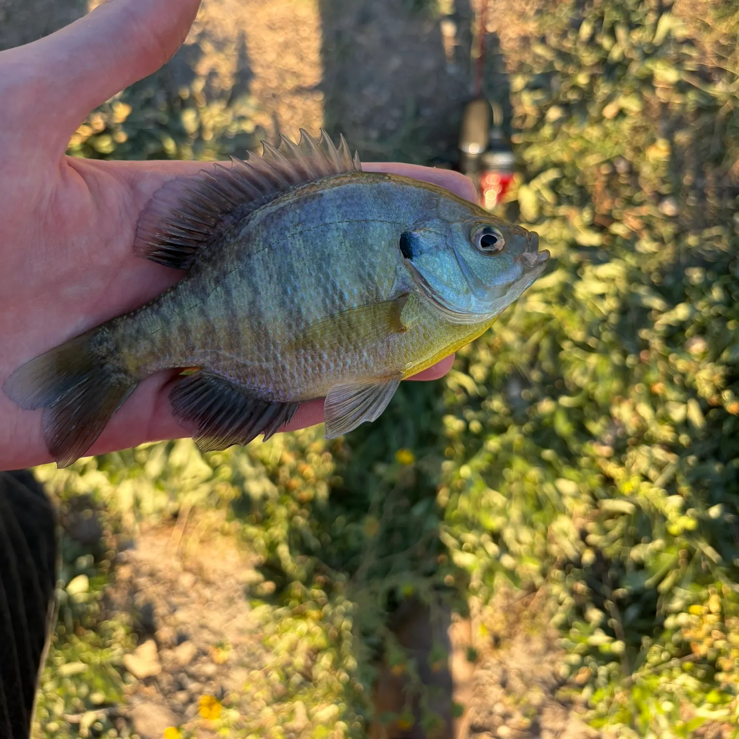 Bluegill caught on Fishbrain