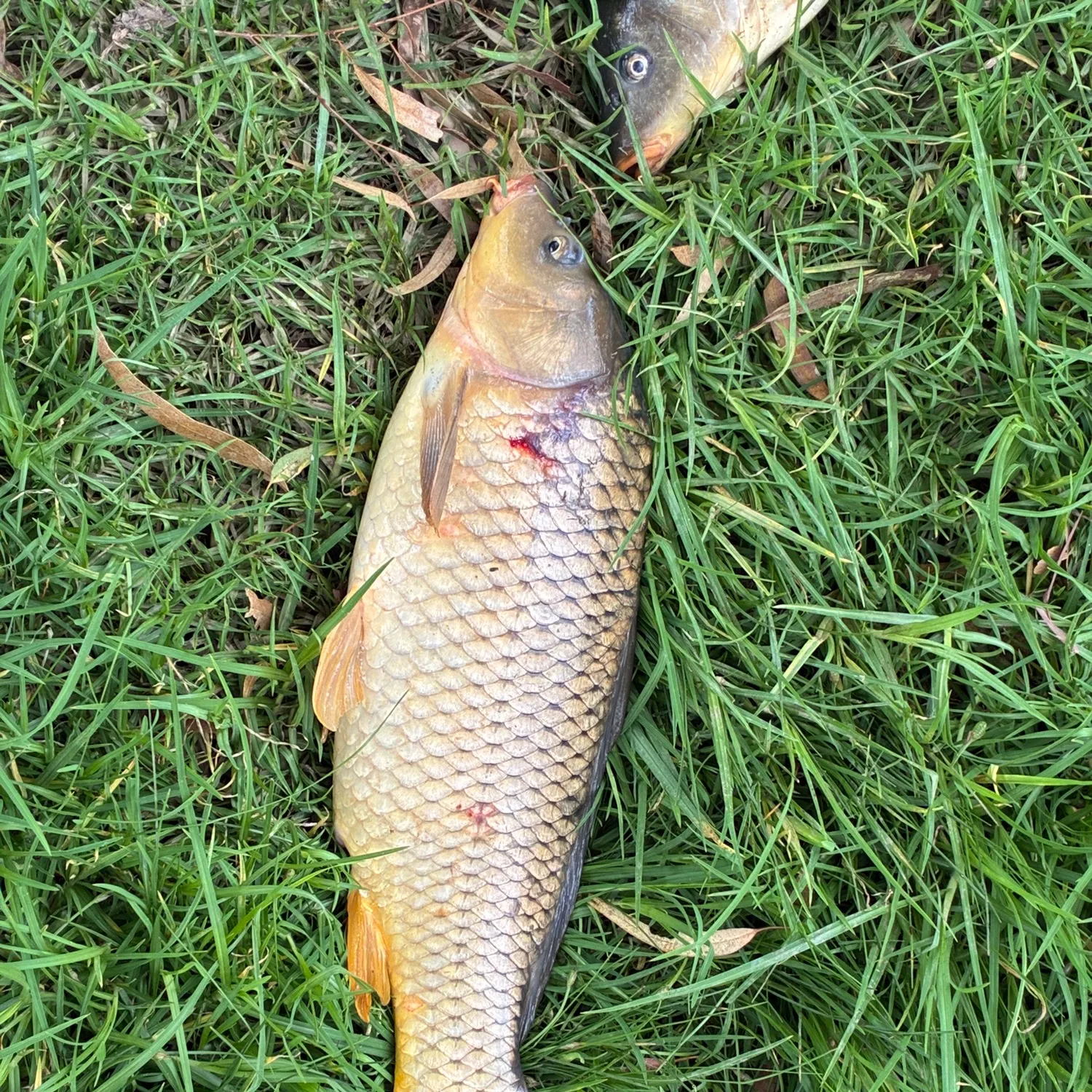 Common carp caught on Fishbrain