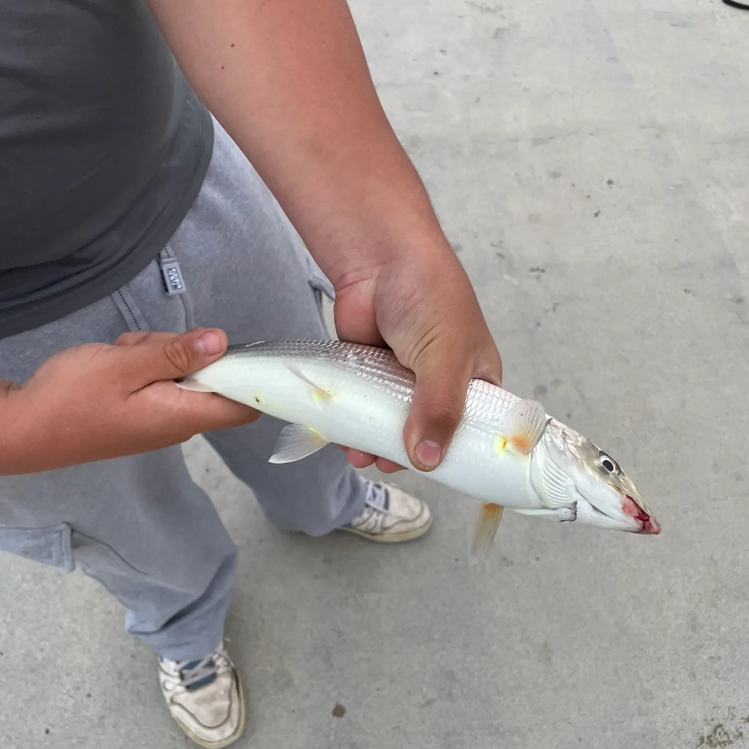 The most recent Cortez bonefish catches on Fishbrain
