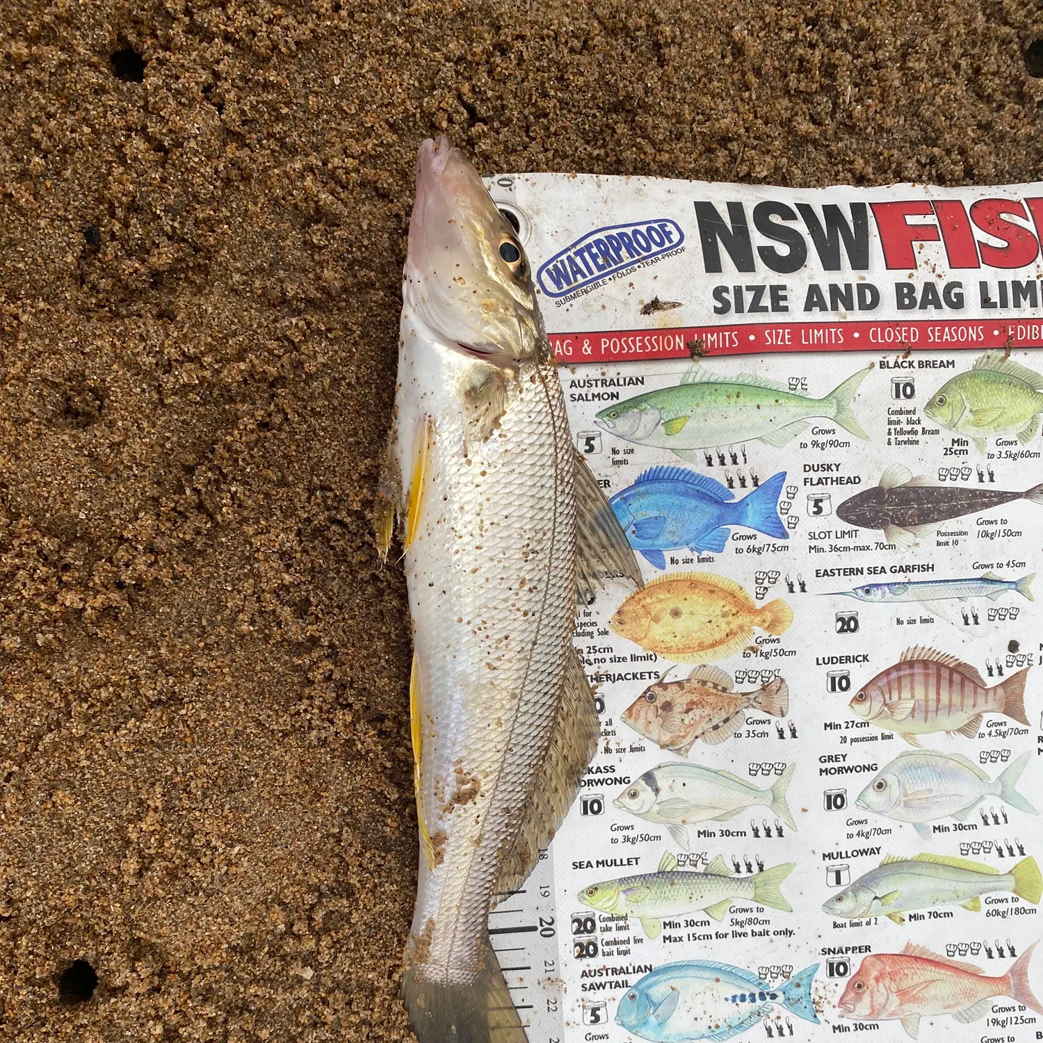 recently logged catches