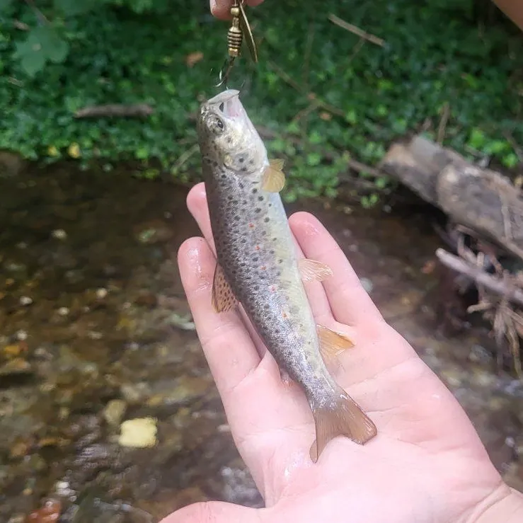 Brown trout caught on Fishbrain