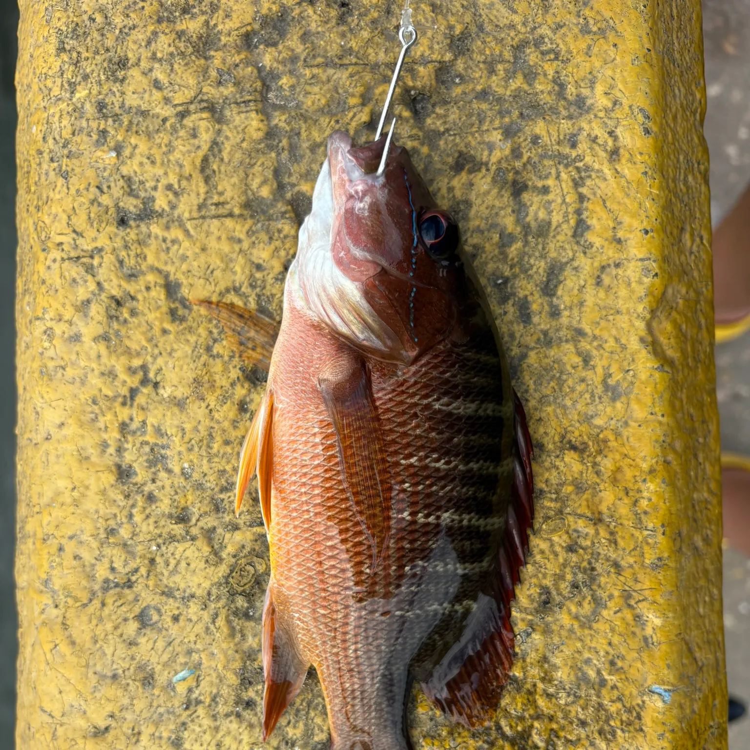 The most recent Dog Snapper catches on Fishbrain