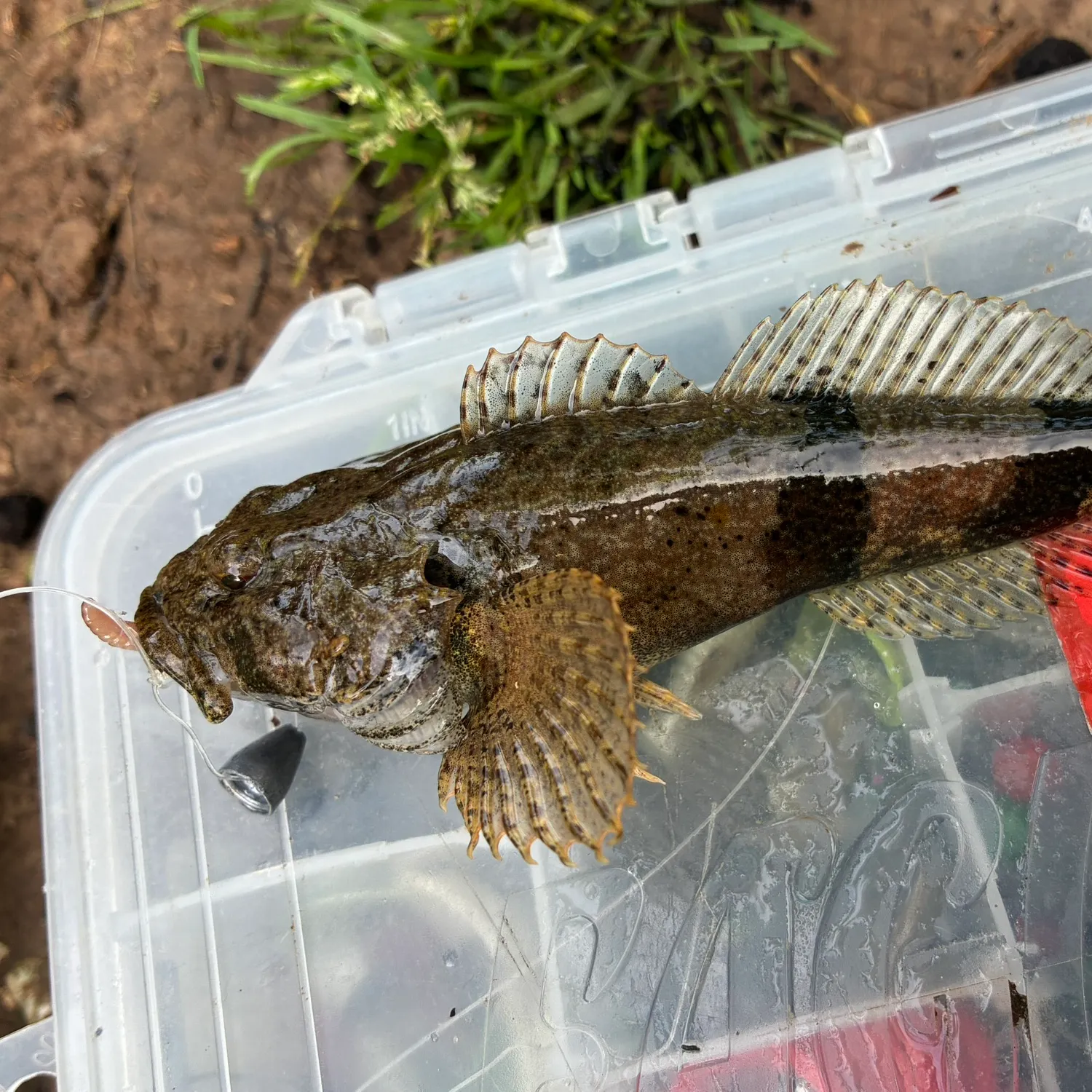 The most recent Banded sculpin catches on Fishbrain