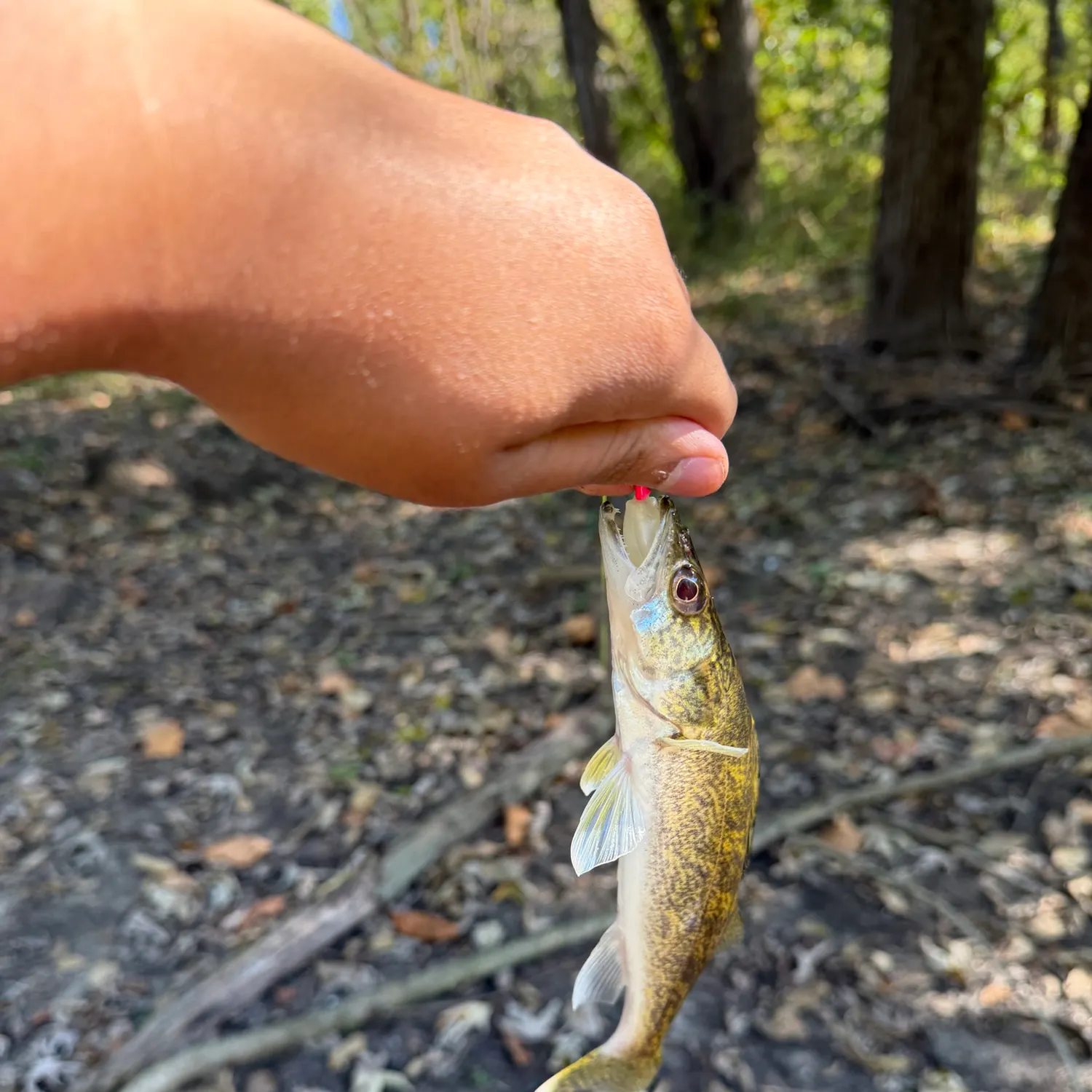 Sauger caught on Fishbrain