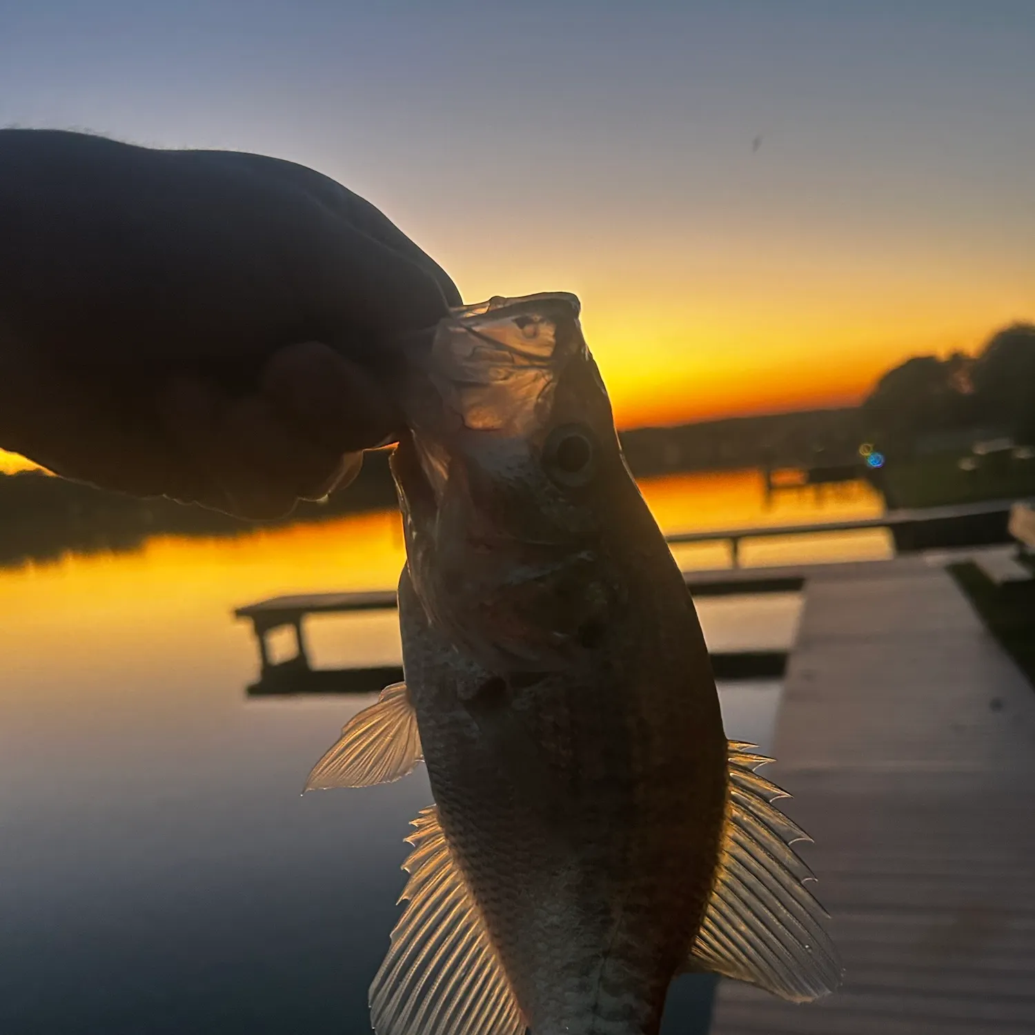 White crappie caught on Fishbrain