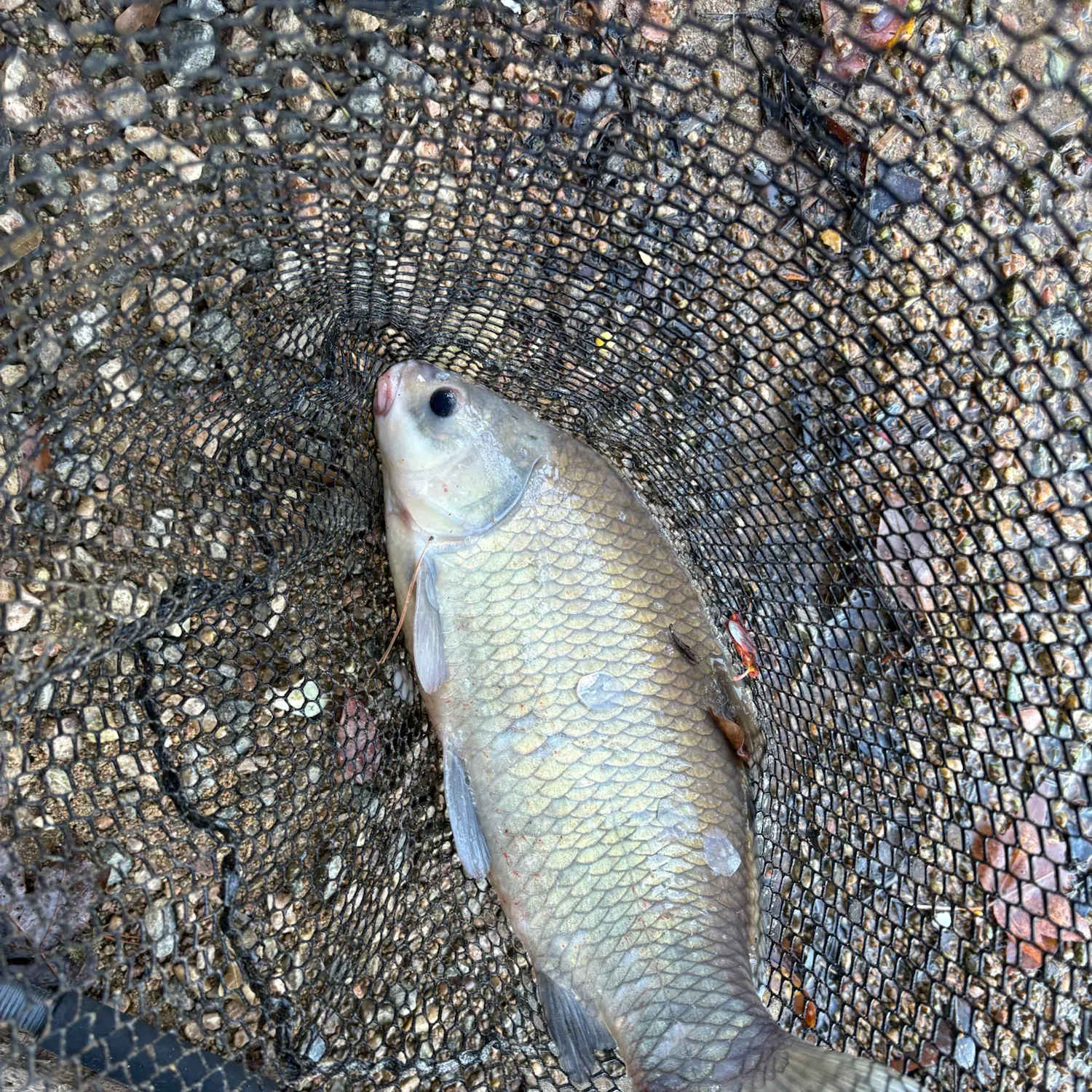 Smallmouth buffalo caught on Fishbrain