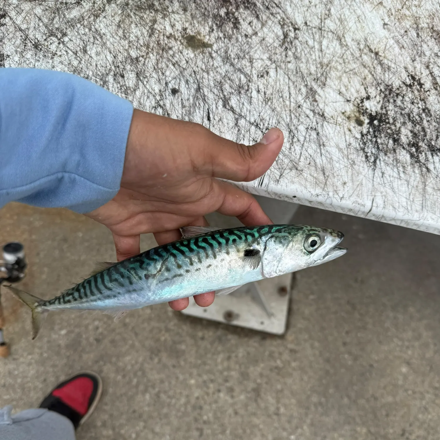 Atlantic mackerel caught on Fishbrain