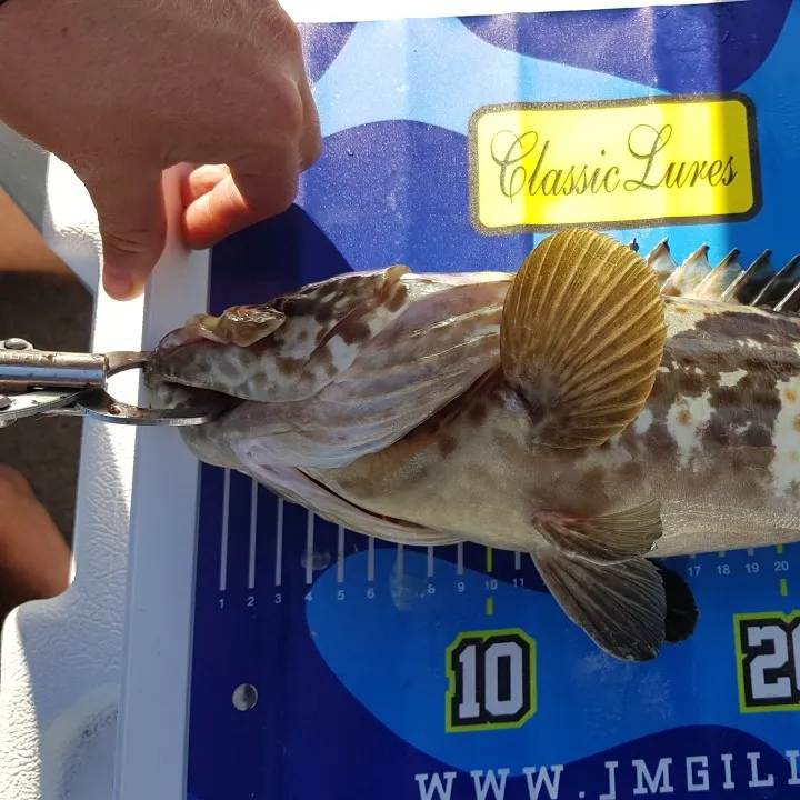 Saddletail grouper caught on Fishbrain