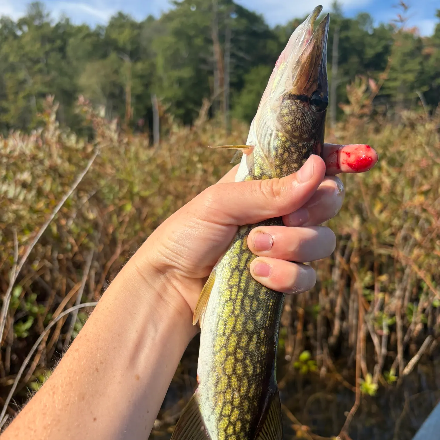 Chain pickerel caught on Fishbrain