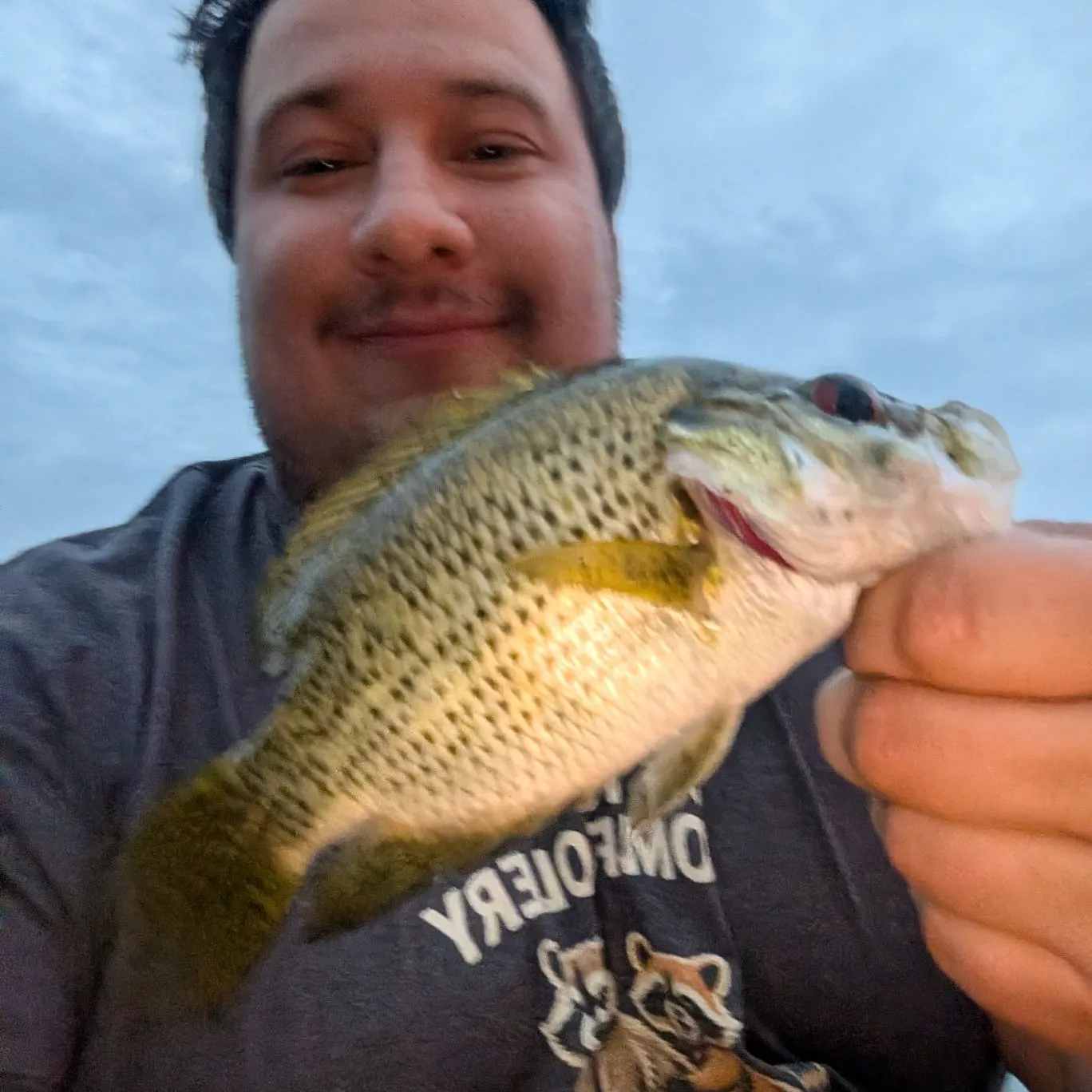 Rock bass caught on Fishbrain