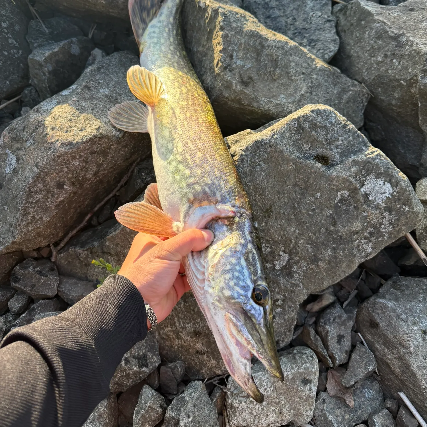 recently logged catches