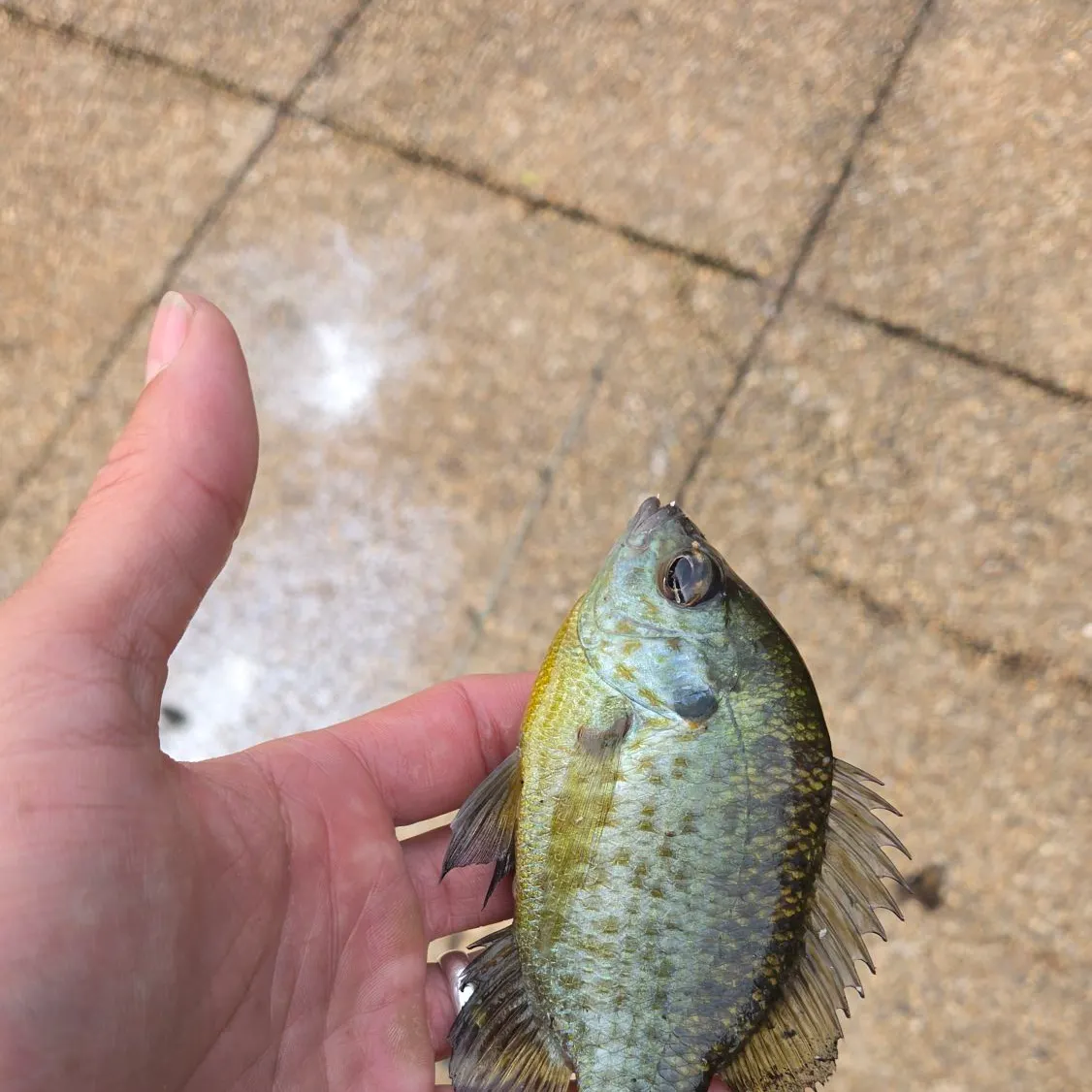 Bluegill caught on Fishbrain
