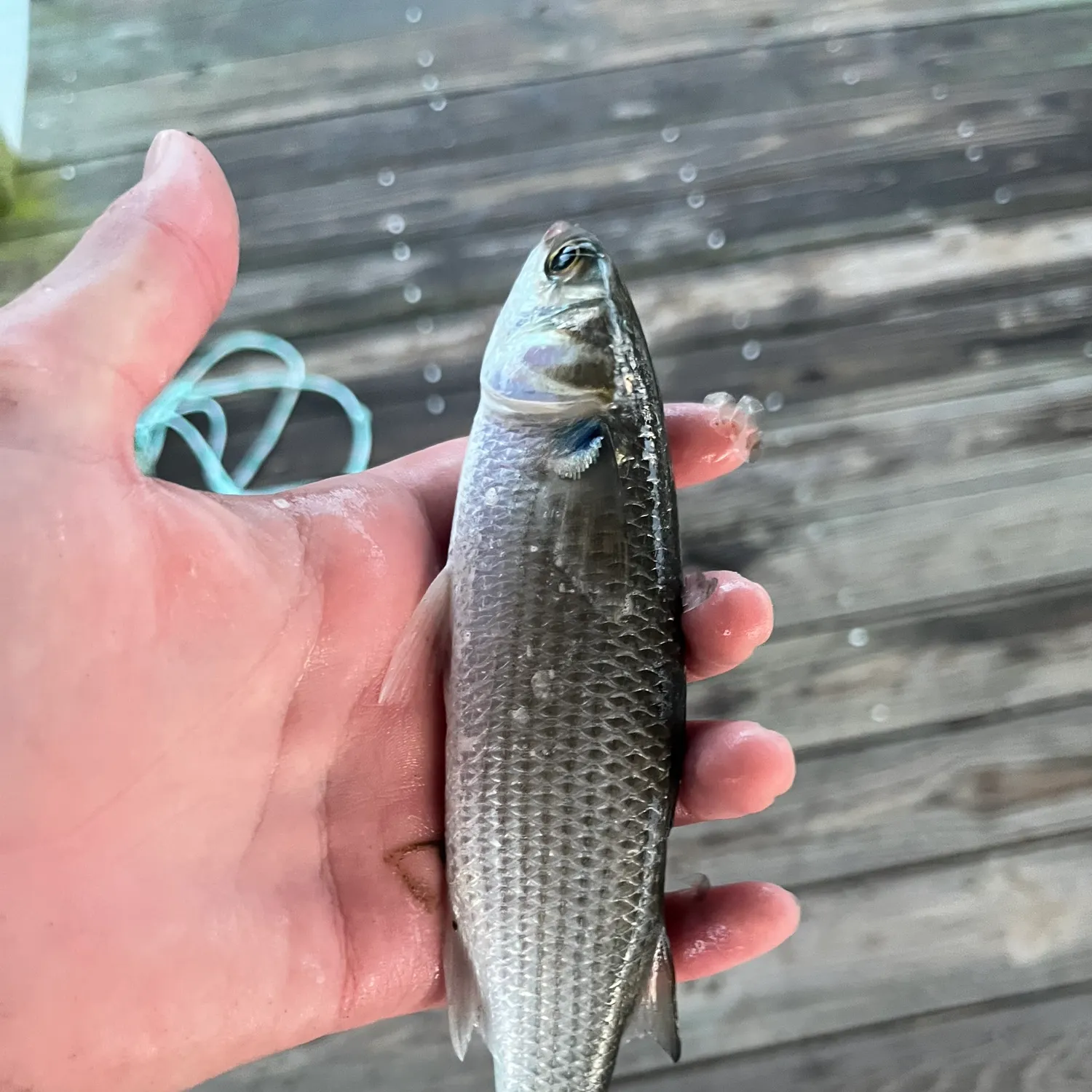 Striped mullet caught on Fishbrain