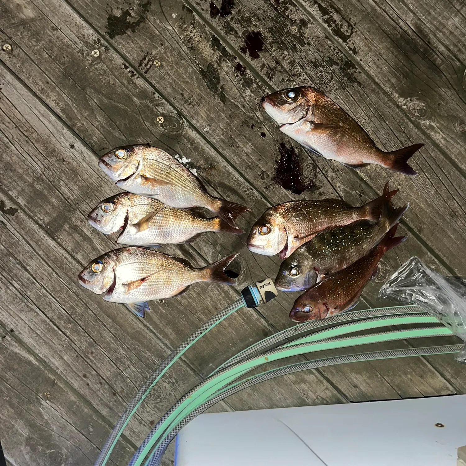 recently logged catches