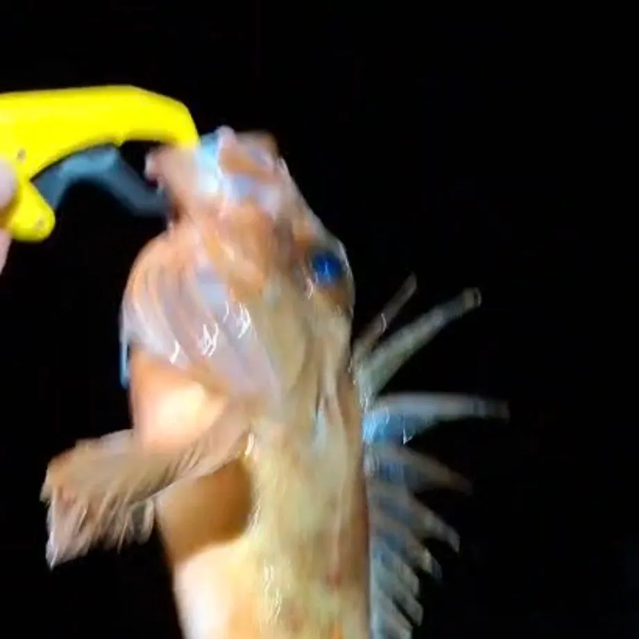 Common gurnard perch caught on Fishbrain