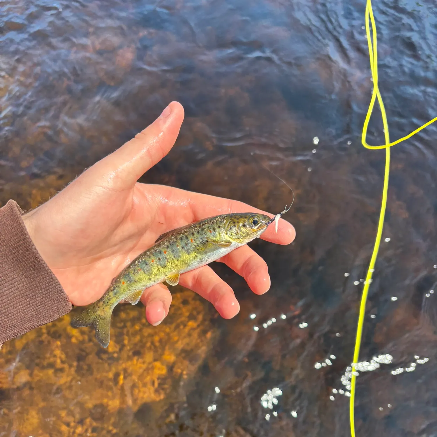 most liked catch image