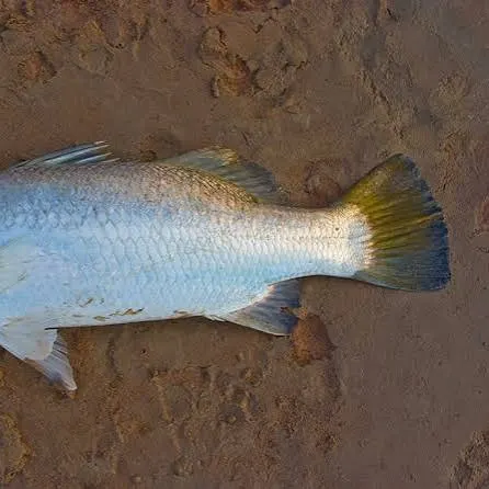 Barramundi caught on Fishbrain