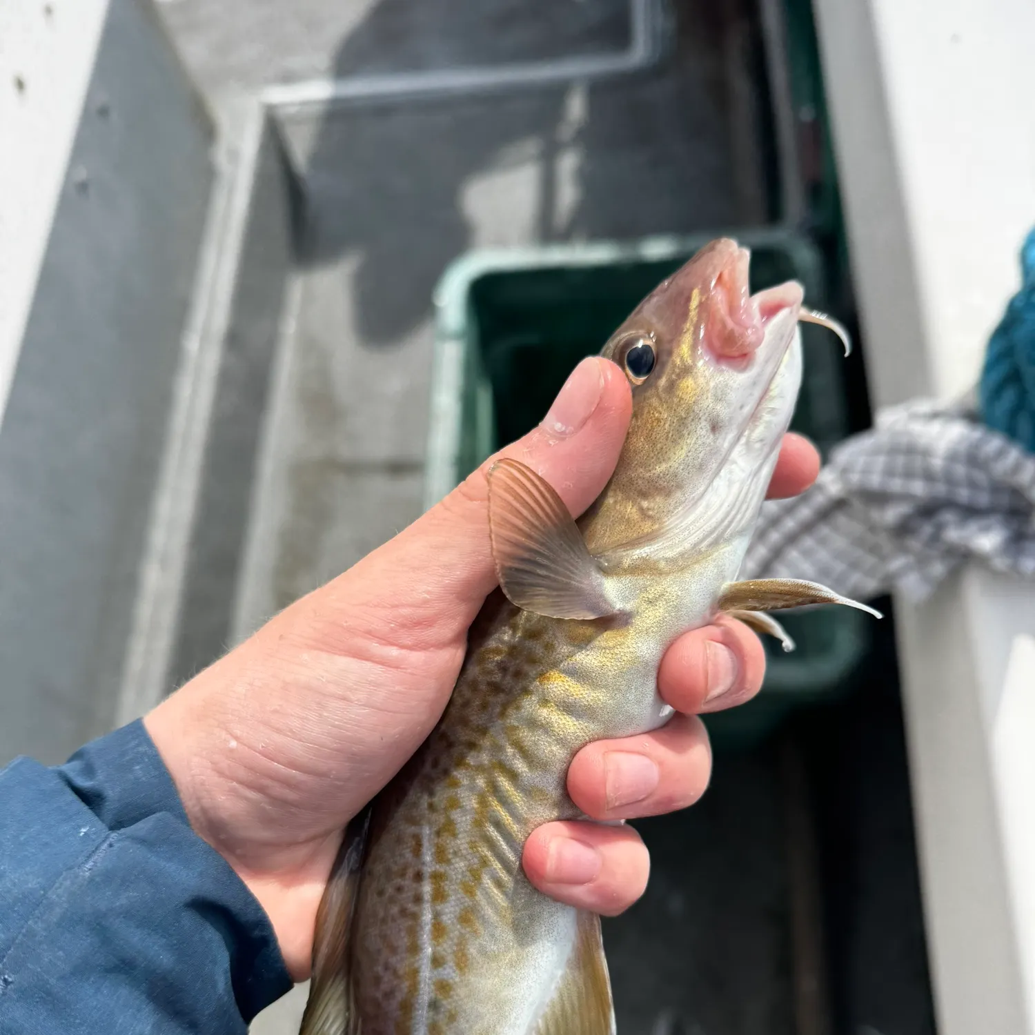 Atlantic cod caught on Fishbrain